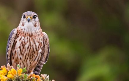 Merlin - cea mai mare printre falcon „Frăției“