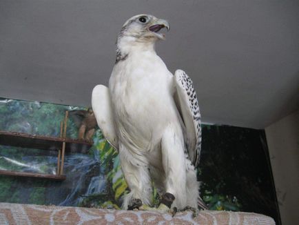 Merlin - cea mai mare printre falcon „Frăției“