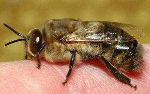 Cine sunt dronelor, ce rol au realizat și de ce avem nevoie de colonia de albine