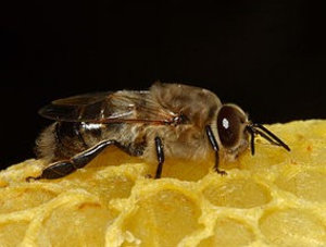 Cine este drona, rolul său în viața albinelor