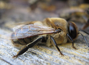 Cine este drona, rolul său în viața albinelor