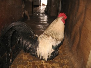 Lohman Brown găini caracteristice rasei cu fotografii