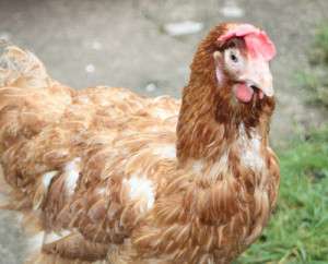 Lohman Brown găini caracteristice rasei cu fotografii