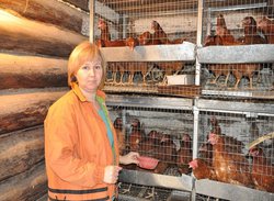 Găini ouătoare Descriere rasa Lohmann Brown, comentarii, poze - pui, un forum privind creșterea și