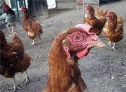 Găini ouătoare Descriere rasa Lohmann Brown, comentarii, poze - pui, un forum privind creșterea și