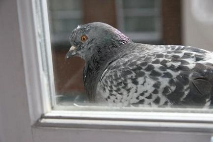 Pentru ai stat porumbel pe pervazul ferestrei nu este doar