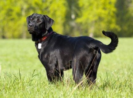 Labrador Retriever fotografie câine, pret, descriere rasa, caracter, video