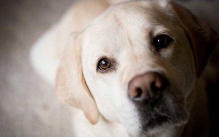 Labrador Retriever fotografie câine, pret, descriere rasa, caracter, video