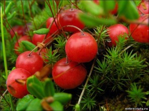 boabe de tratament Viburnum, afine, oblepihabudem sănătos!