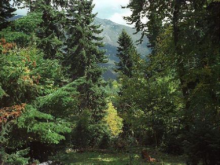 Suprafața împădurită - zona forestieră din România - Română pădure