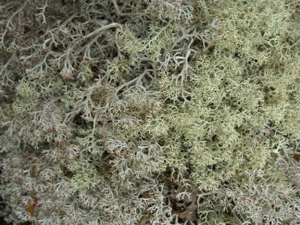 lichenul Cladonia