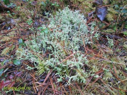 lichenul Cladonia