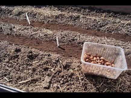 cultivare ceapa ceapa din semințe și grijă atunci când plantarea în teren deschis