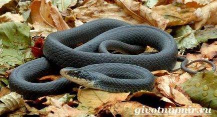 șarpe negru Mamba (Mamba) Mamba șarpe negru