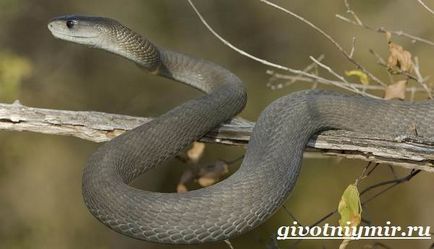 Mamba șarpe negru