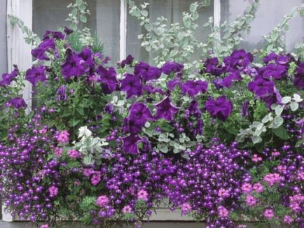 Modalitati de fotografii flori de design balcon și nume de plante populare, metode de cultivare a
