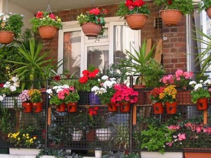Modalitati de fotografii flori de design balcon și nume de plante populare, metode de cultivare a