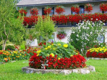 Modalitati de fotografii flori de design balcon și nume de plante populare, metode de cultivare a