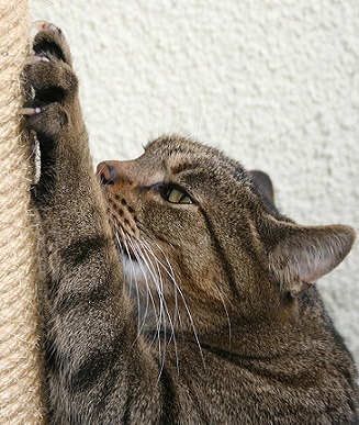 Meyblog - 8 sfaturi simple despre cum să tăiați ghearele unei pisici