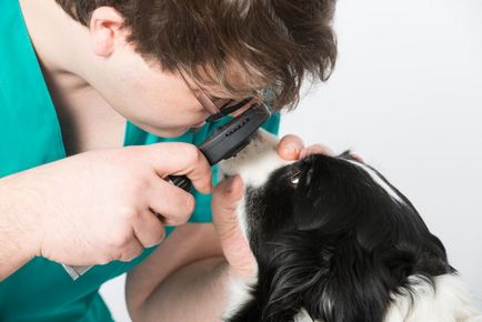 Ochii carpiti câinele identifică principalele cauze ale