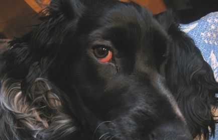 Ochii carpiti câinele identifică principalele cauze ale