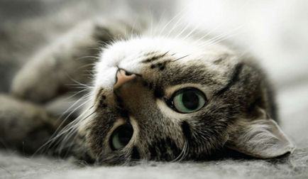 Meowing pisica sau pisica cum si de ce pisica miauna constant pentru nici un motiv, video