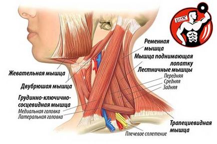 Umflați gâtului - exerciții de antrenament gât dreapta, structura musculare anatomie și practice
