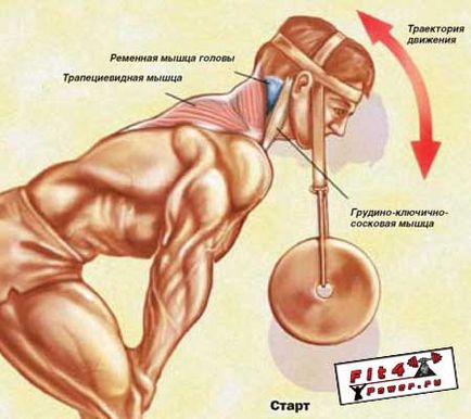 Umflați gâtului - exerciții de antrenament gât dreapta, structura musculare anatomie și practice