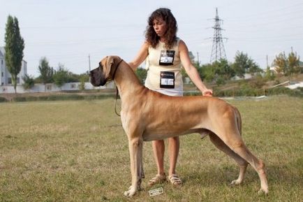 Great Dane fotografii, preț, caracteristici și descrierea rasei, recenzii proprietarii