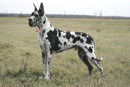 Great Dane fotografii, preț, caracteristici și descrierea rasei, recenzii proprietarii