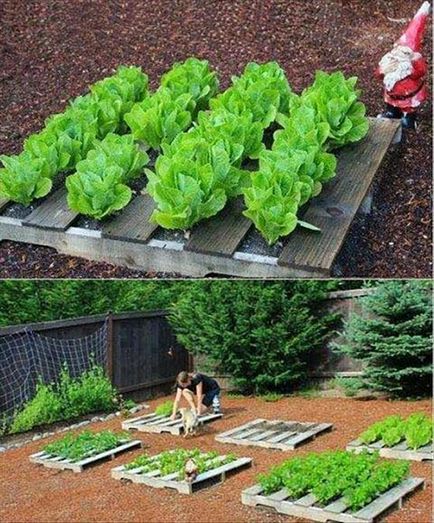 idei noi și interesante pentru grădină și grădina cu propriile sale mâini