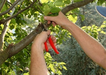 Tunderea de pomi fructiferi în grădină atunci când recolta cât mai bine posibil