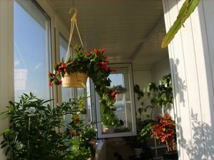 Efectuarea flori de balcon