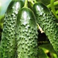 Castraveți smarald flux caracteristic și descrierea soiului, în special de plantare