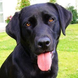Descriere rasa Labrador Retriever, caracterizare și recenzii ale proprietarilor