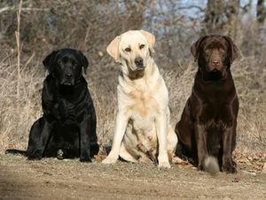 Descriere rasa Labrador Retriever, caracterizare și recenzii ale proprietarilor (caracter Labrador) Descriere rasa Labrador Retriever, caracterizare și recenzii ale proprietarilor