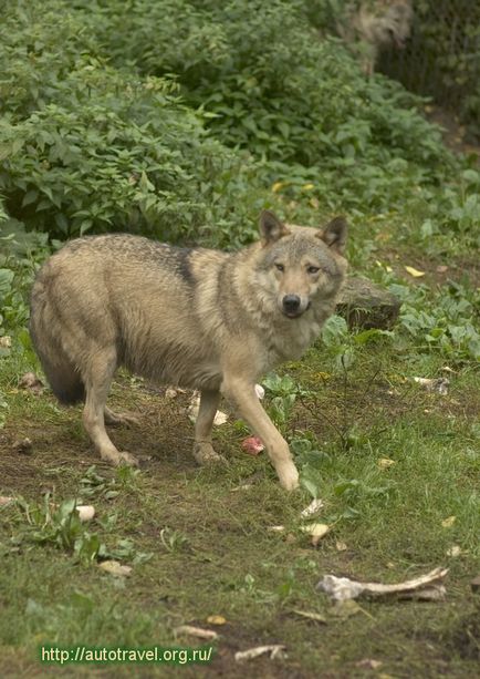 Definiți un lup sau un câine, suntem de lucru cu lupi - Lair Wolf