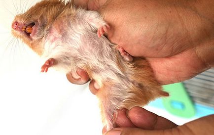 Tumorile la hamsteri, simptome și tratament