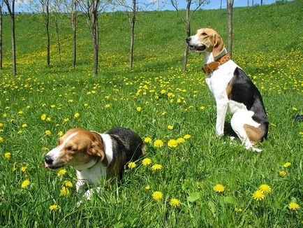 porecle originale, rare și populare pentru câini de diferite rase de câini