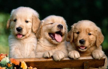 porecle originale, rare și populare pentru câini de diferite rase de câini