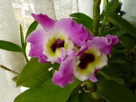 Dendrobium Nobile Orhidee (Dendrobium de ingrijire orhidee la domiciliu) Orhidee Dendrobium Nobile