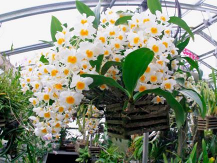 Dendrobium Nobile Orhidee (Dendrobium orhidee fotografie) Orhidee Dendrobium Nobile