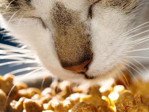 Principiul de bază în hrana sterilizate pisici este hrănire corectă și ce poate