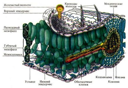 Anatomia și morfologia foii cum ar fi fotosinteză corp - studopediya