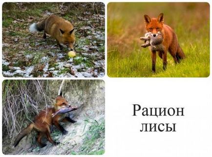 Caracteristici ale vulpi de comportament, în cazul în care să se uite și sfaturi de aplicare de la vânători cu experiență cu imagini video