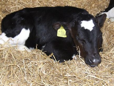 Fatare vaci și viței au primit totul despre naștere, cum să dea naștere