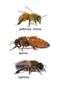 Spre deosebire de dronele din diferite specii de albine în Fotografii
