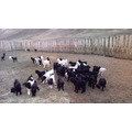 Ovine, caprine, vânzarea și cumpărarea de preț bovine mici