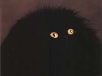 pisică persană culoare neagră - pisicile din rasa