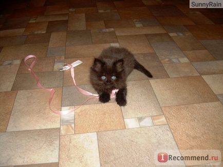 Persană pisica - „photo-poveste despre un personaj negru pisica persana și obiceiuri, îngrijire și